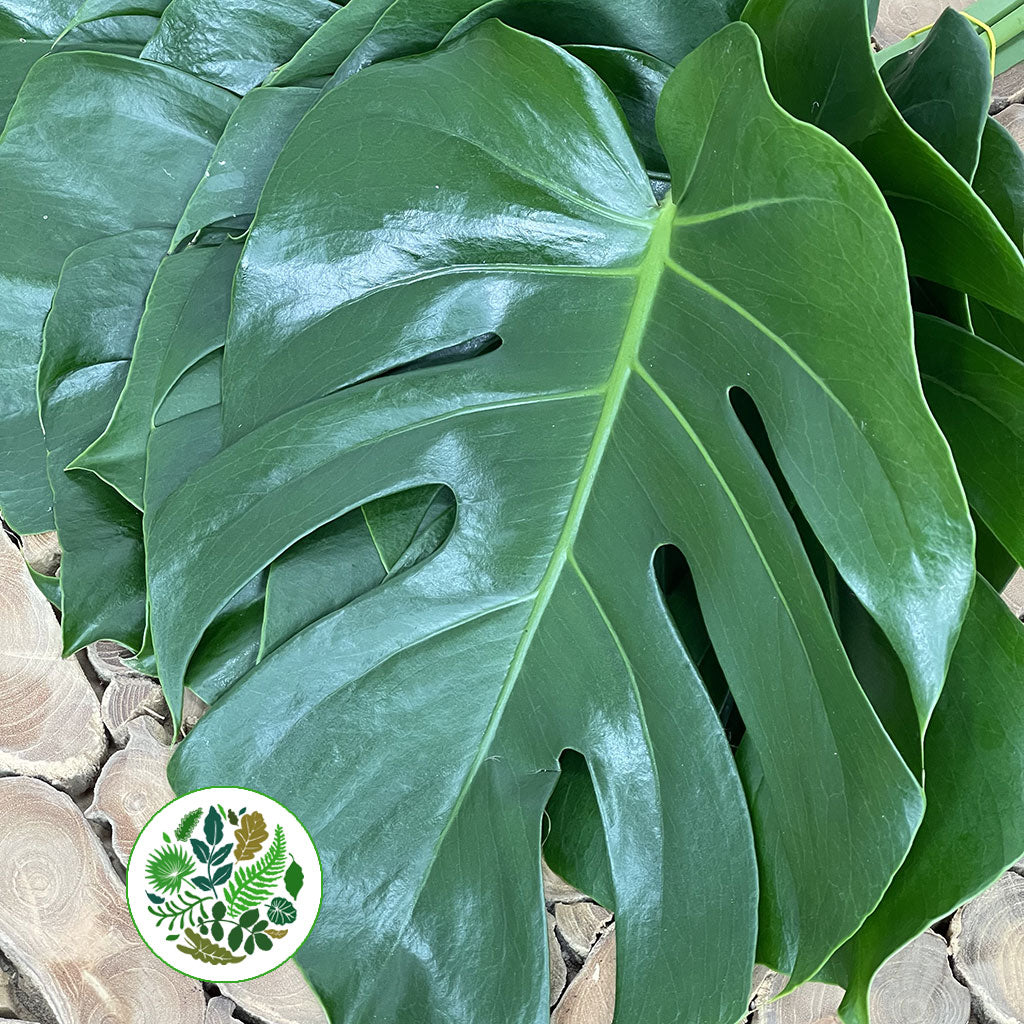 Monstera &#39;Leaves&#39; (Various Sizes)