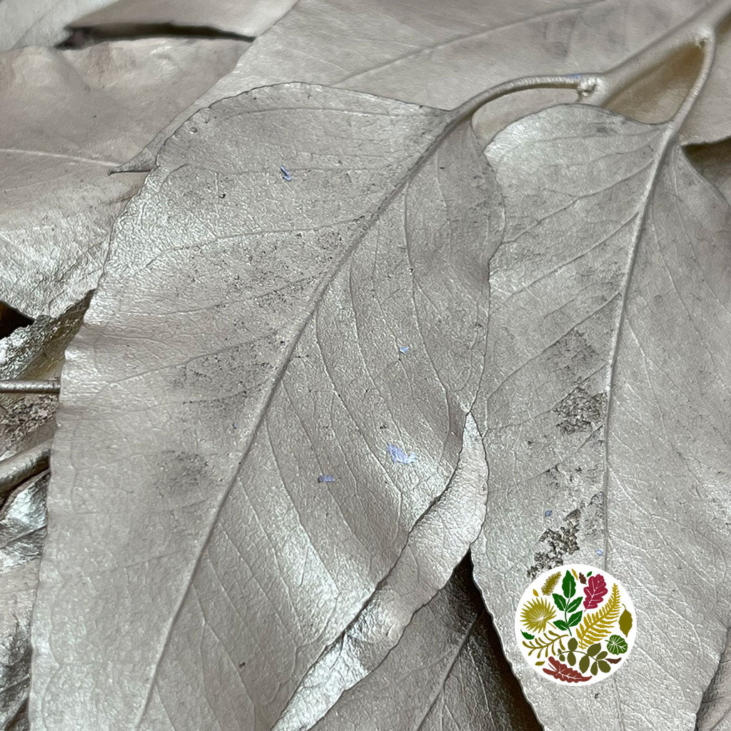 Eucalyptus &#39;Exotica&#39; (Preserved &amp; Painted) (DRY) (Various Colours)