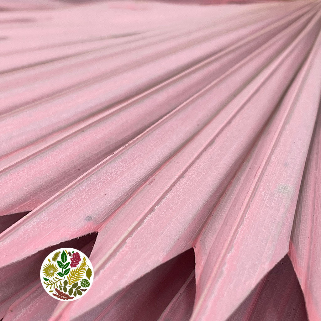 Palm &#39;Fan Palm&#39; (Painted) (DRY) (Various Colours) (x5) 45-55cm