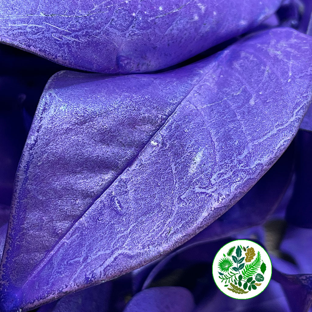 Magnolia &#39;Foliage&#39; (Painted Metallic) (Various Colours) 80cm (300g)
