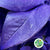 Magnolia 'Foliage' (Painted Metallic) (Various Colours) 80cm (300g)
