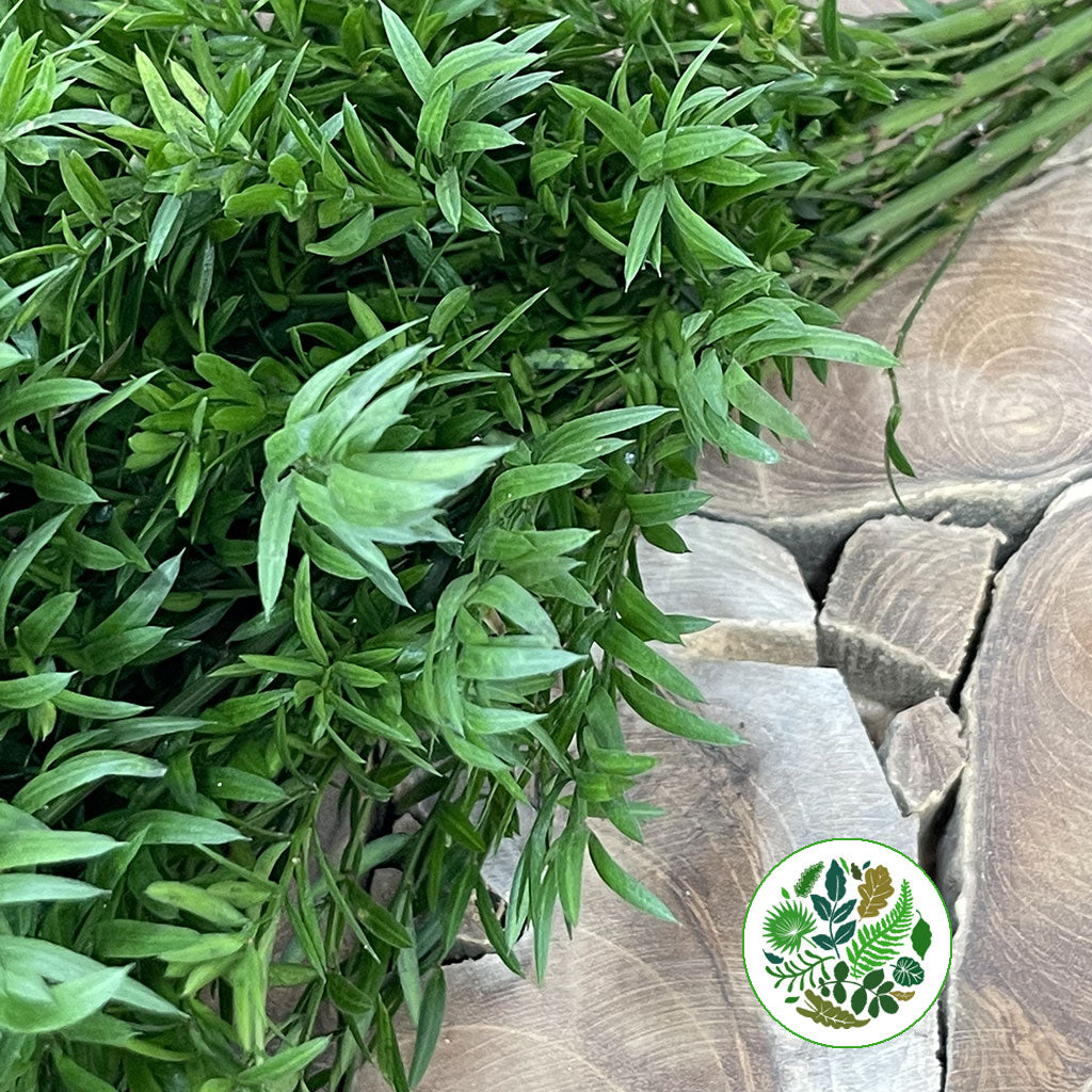 Fern 'Asparagus' (Babylonia) (Various Lengths)