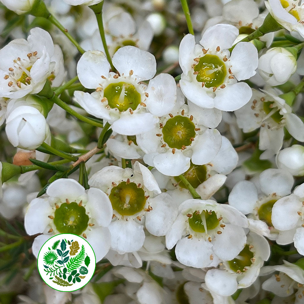 Wax Flower &#39;Crystal Pearl&#39; (Various Lengths)