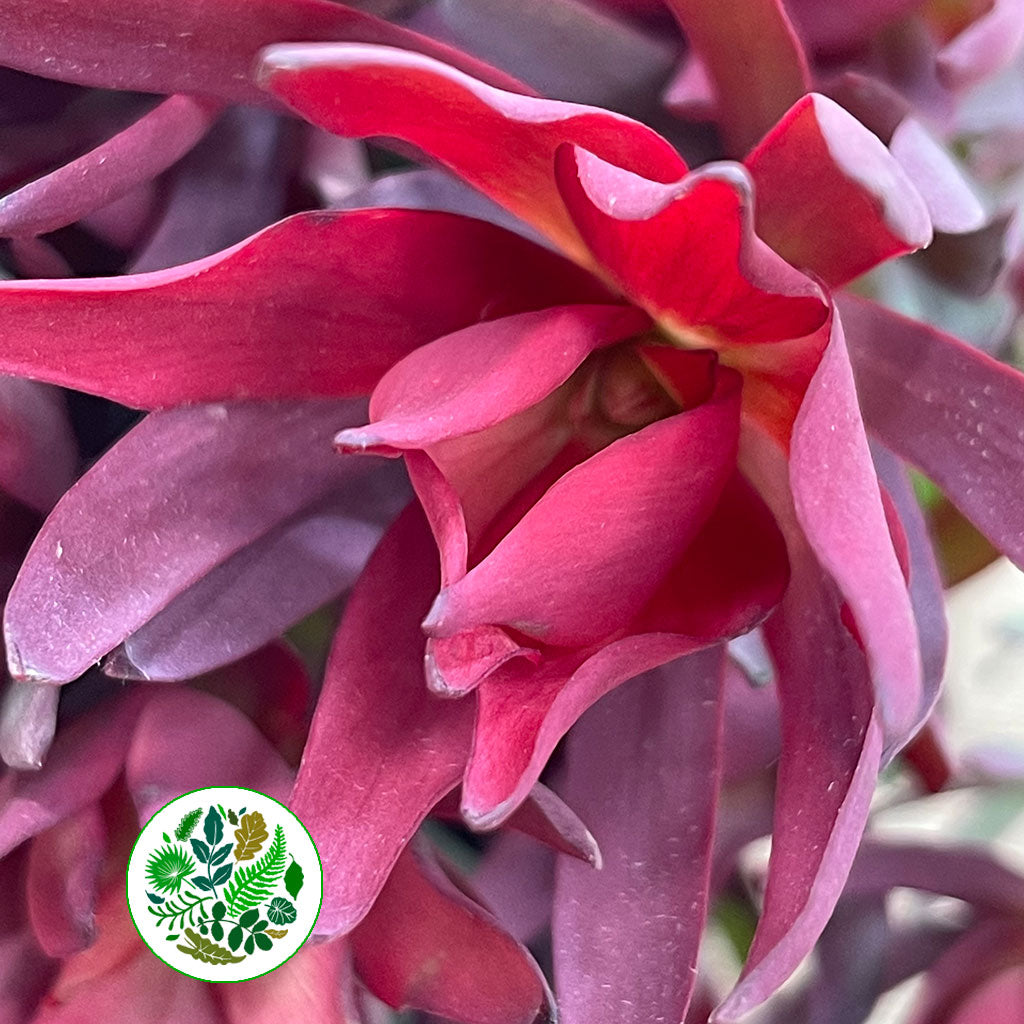 Leucadendron &#39;Blush Spray&#39; (Various Lengths)