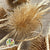 Thistle (Natural) (DRY) (Various Sizes)