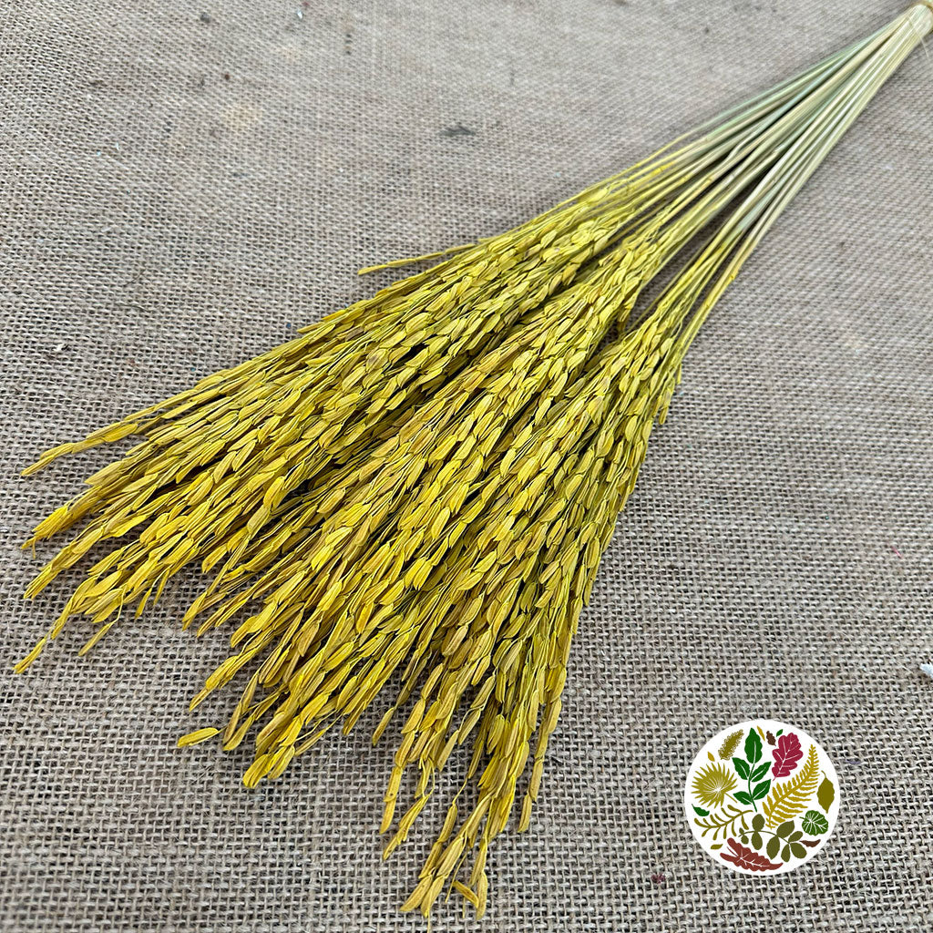 Rice Grass &#39;Oryza&#39; (Yellow) (DRY)