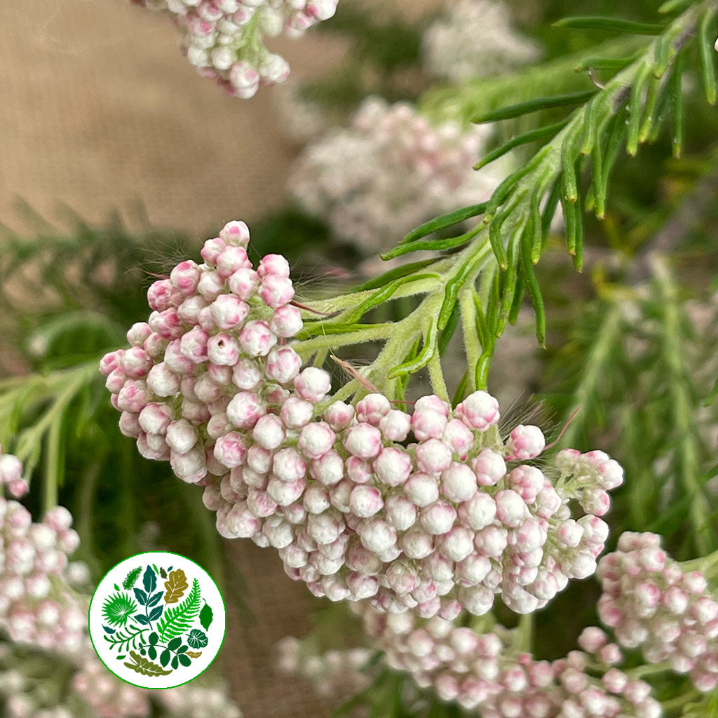Riceflower &#39;White&#39; (Various Sizes)