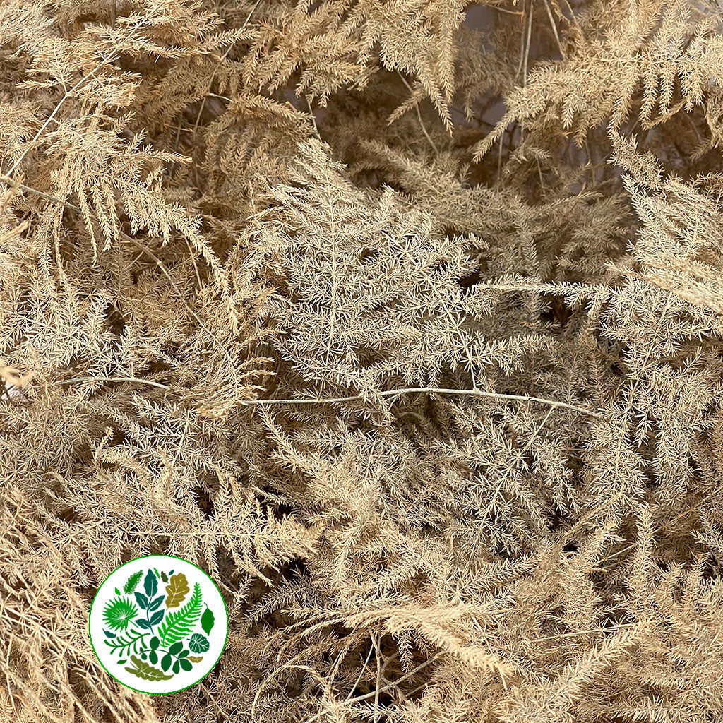 Fern 'Asparagus' (Painted) 85cm (Various Colours) (x50)