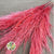 Grass 'Pampas' (Evita) (Various Colours) (DRY) 120cm (x5)