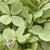 Hydrangea Flower (x2) (Various Colours) (DRY)