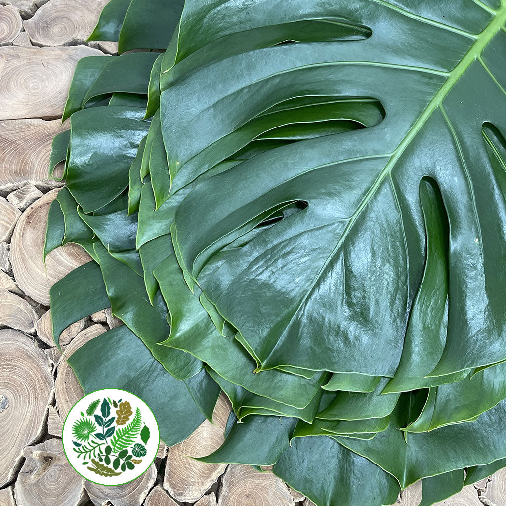 Monstera &#39;Leaves&#39; (Various Sizes)