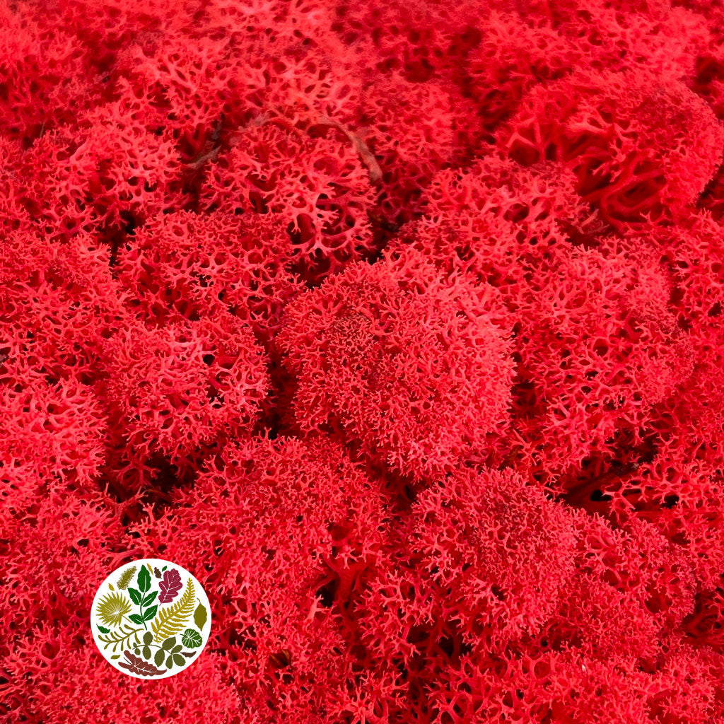 Moss 'Reindeer' (DRY) (Various Colours) (500g)