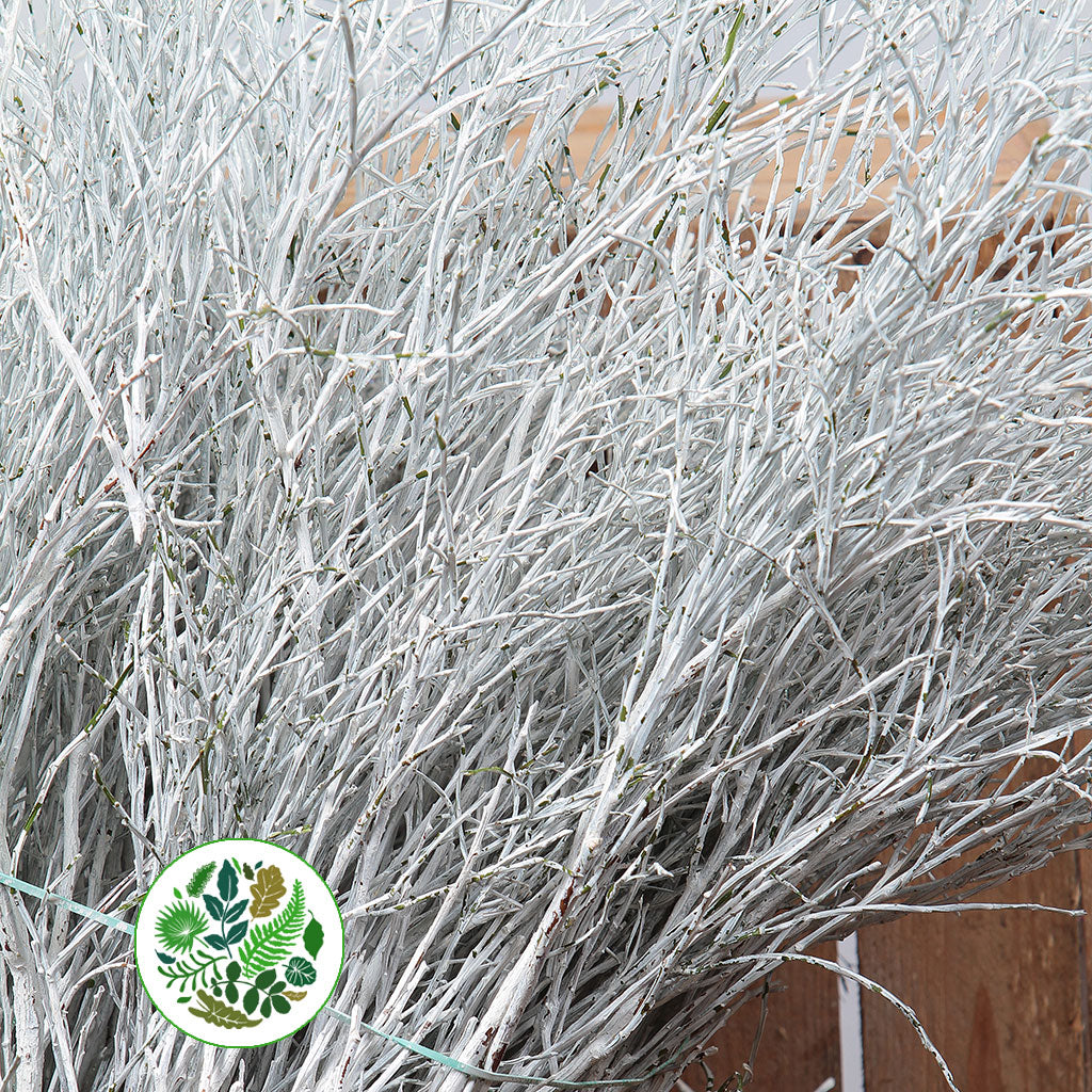 Bog Myrtle &#39;Painted or Glittered&#39; (Various Colours) (Bundle)