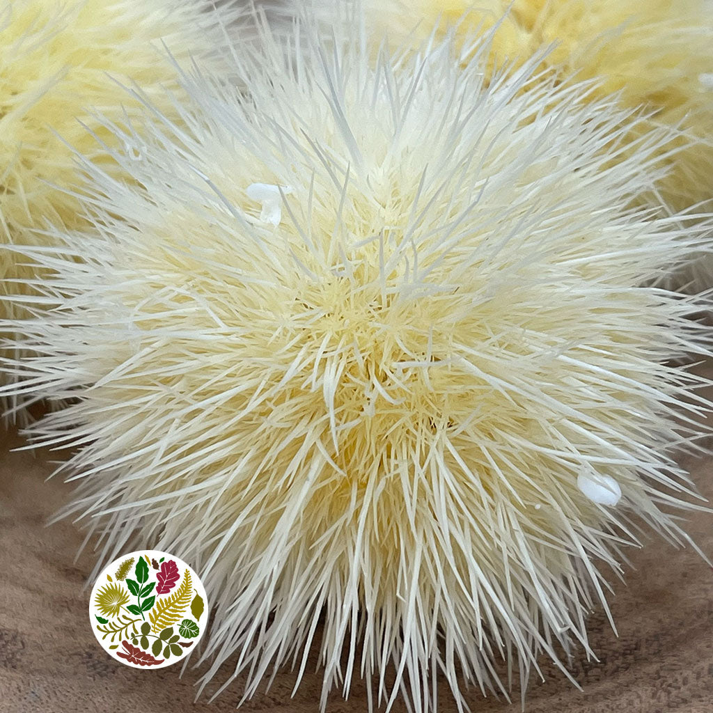 Chestnut 'Husk' (Bleached) (DRY) (Various Options)