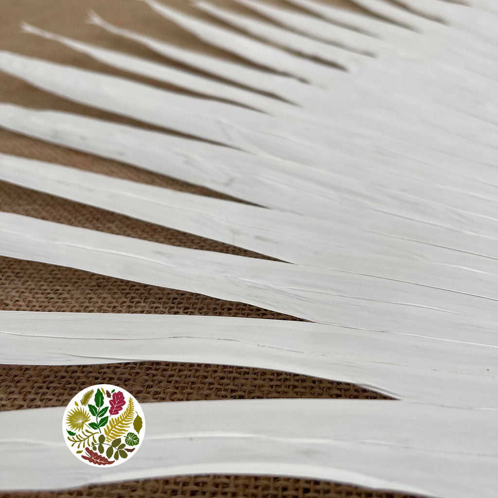 Palm &#39;Anahaw&#39; (Bleached) (DRY) (Various Sizes) (Per Stem)