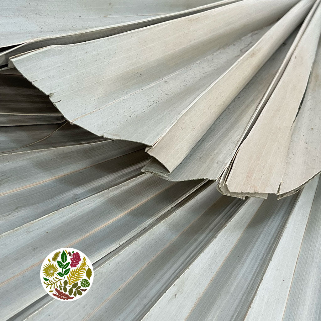 Palm 'Spear Palm' Natural (DRY) (Various Sizes)