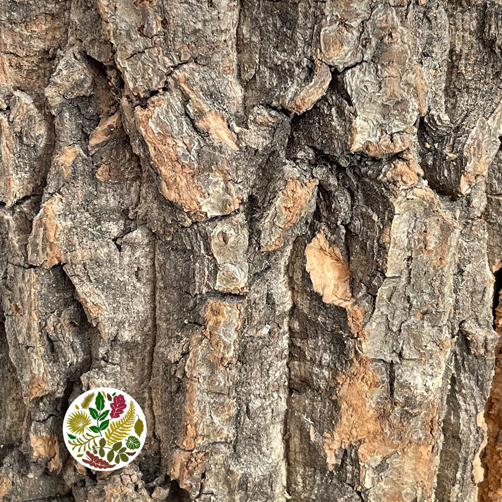 Cork Bark &#39;Bowl&#39; (Paulowina) (DRY) (Various Sizes)