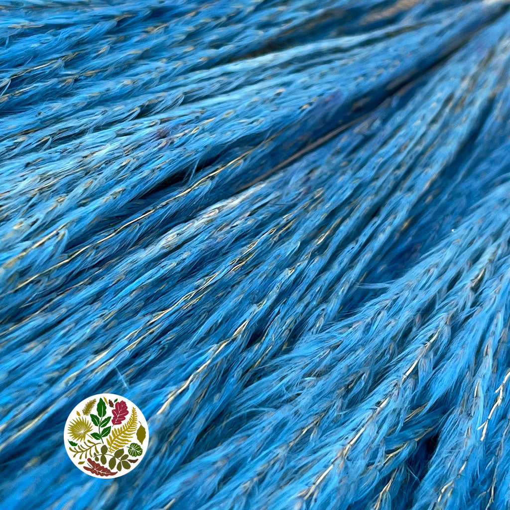 Grass 'Fluffy Silver Grass' (Various Colours) 70cm (DRY)