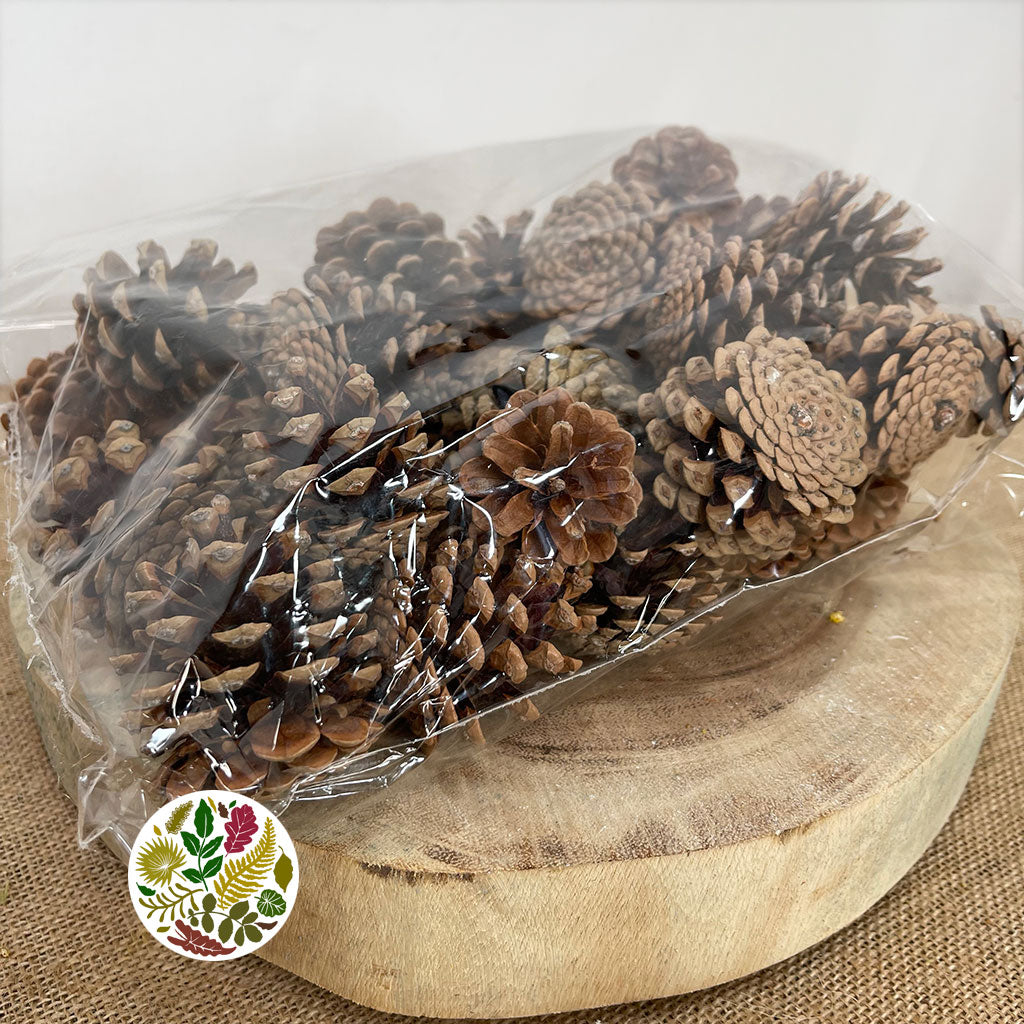 Cones 'Nigra' (Natural) (DRY) (Various Sizes)