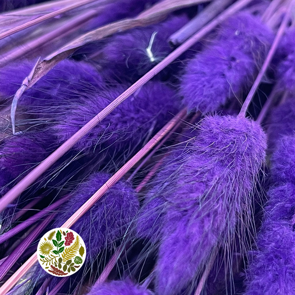 Grass &#39;Lagurus&#39; (Painted/Bleached) (DRY) (Various Colours)