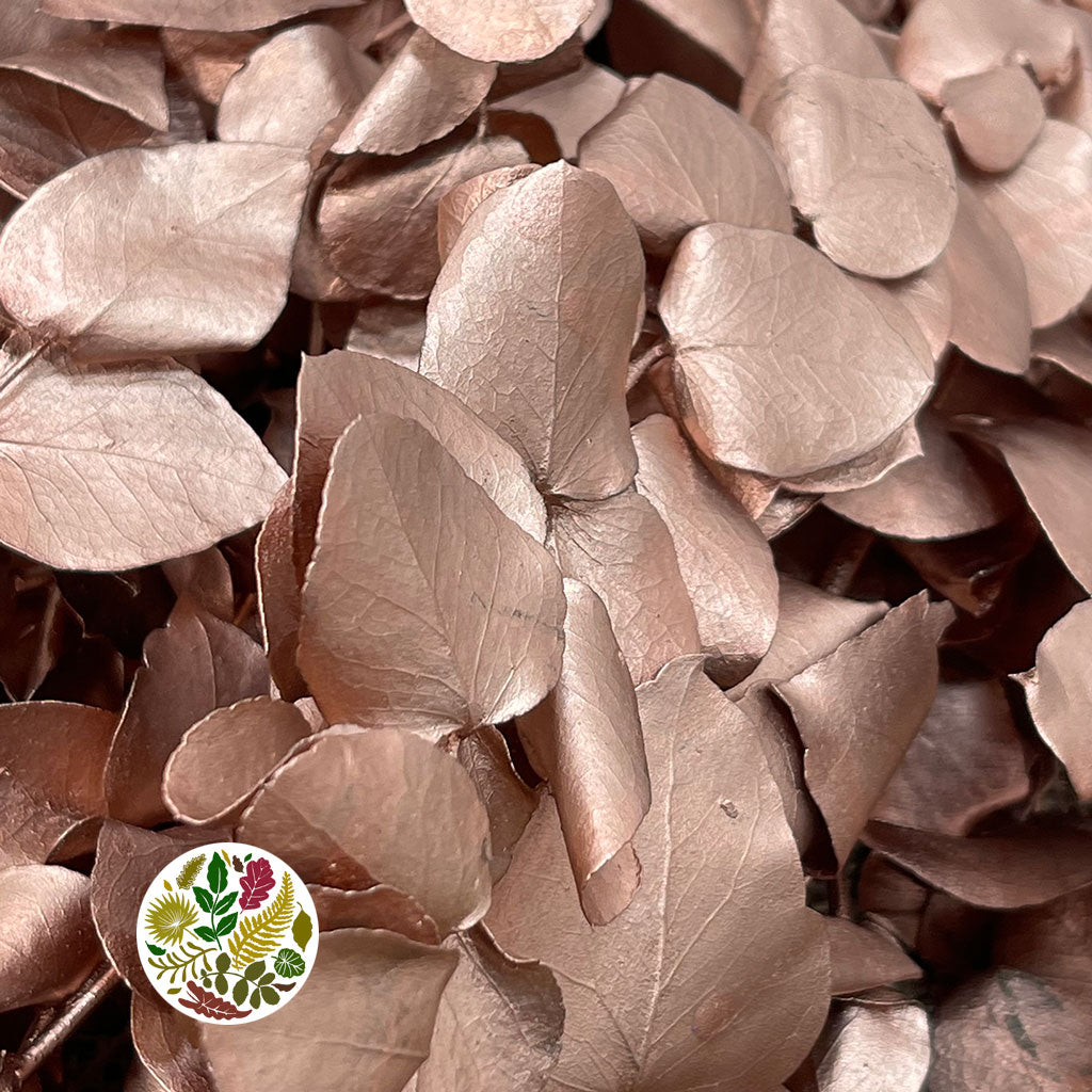 Eucalyptus 'Stuartiana' (Stabilised) (Painted) (DRY) (Various Colours)