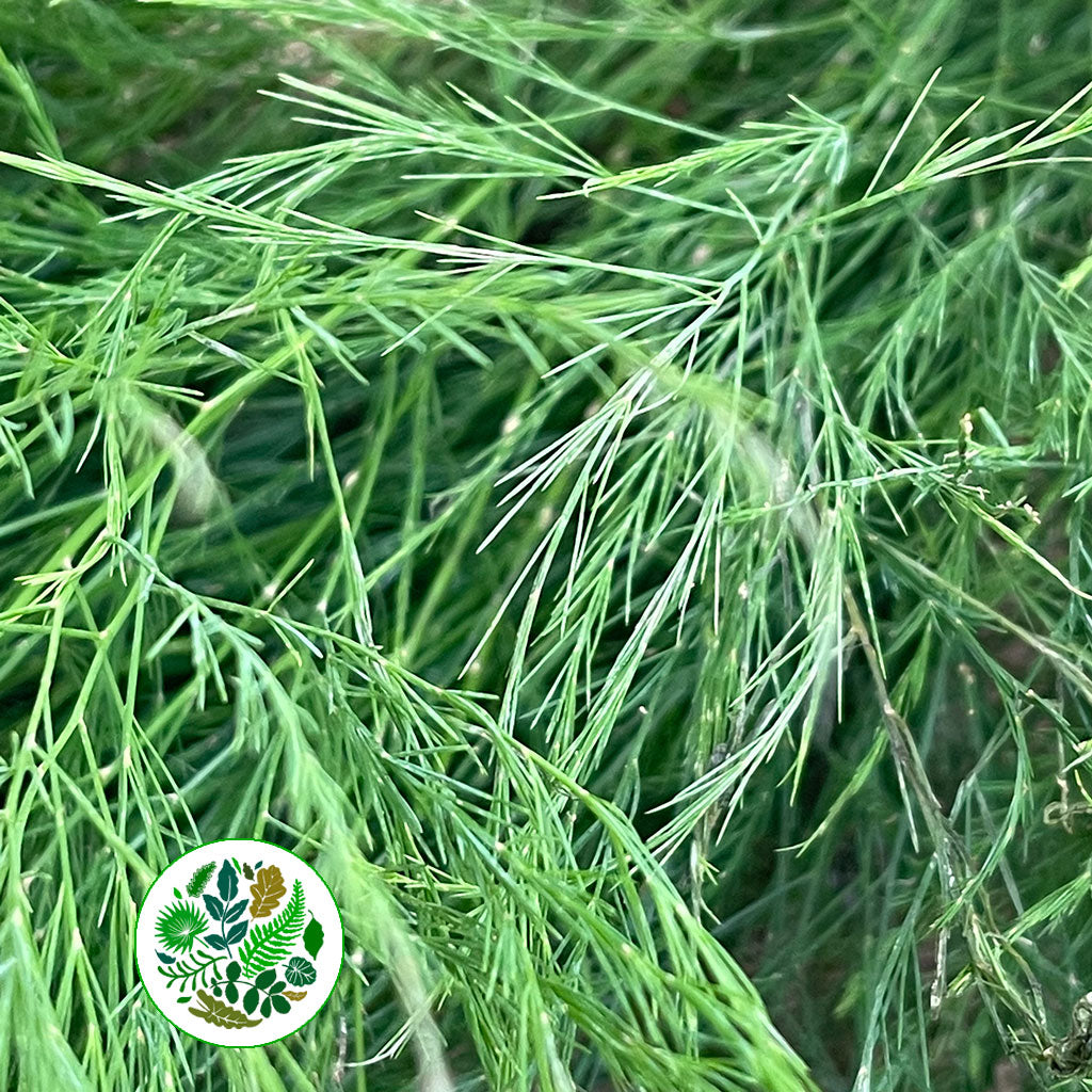 Fern 'Asparagus' (Tree Fern) (Various Lengths)