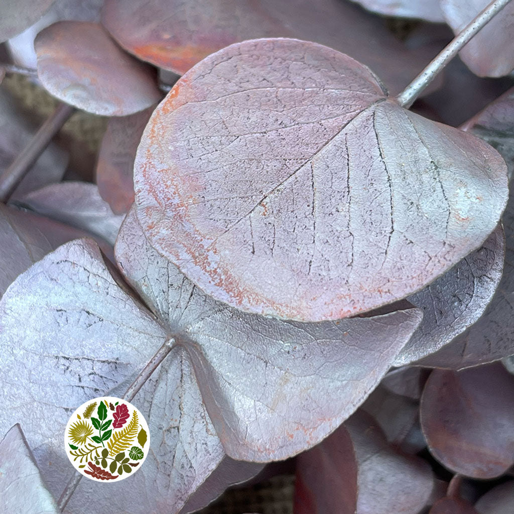 Eucalyptus &#39;Cinerea&#39; (Painted) (Various Colours)