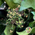 Ivy 'Green with Berries' (Presserved) DRY 45cm (160g)