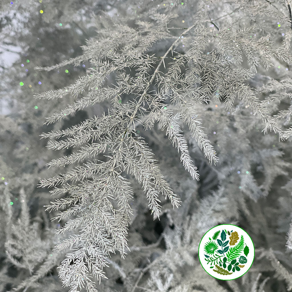 Fern &#39;Asparagus&#39; (Painted/Glitter) 85cm (Various Colours) (x50)