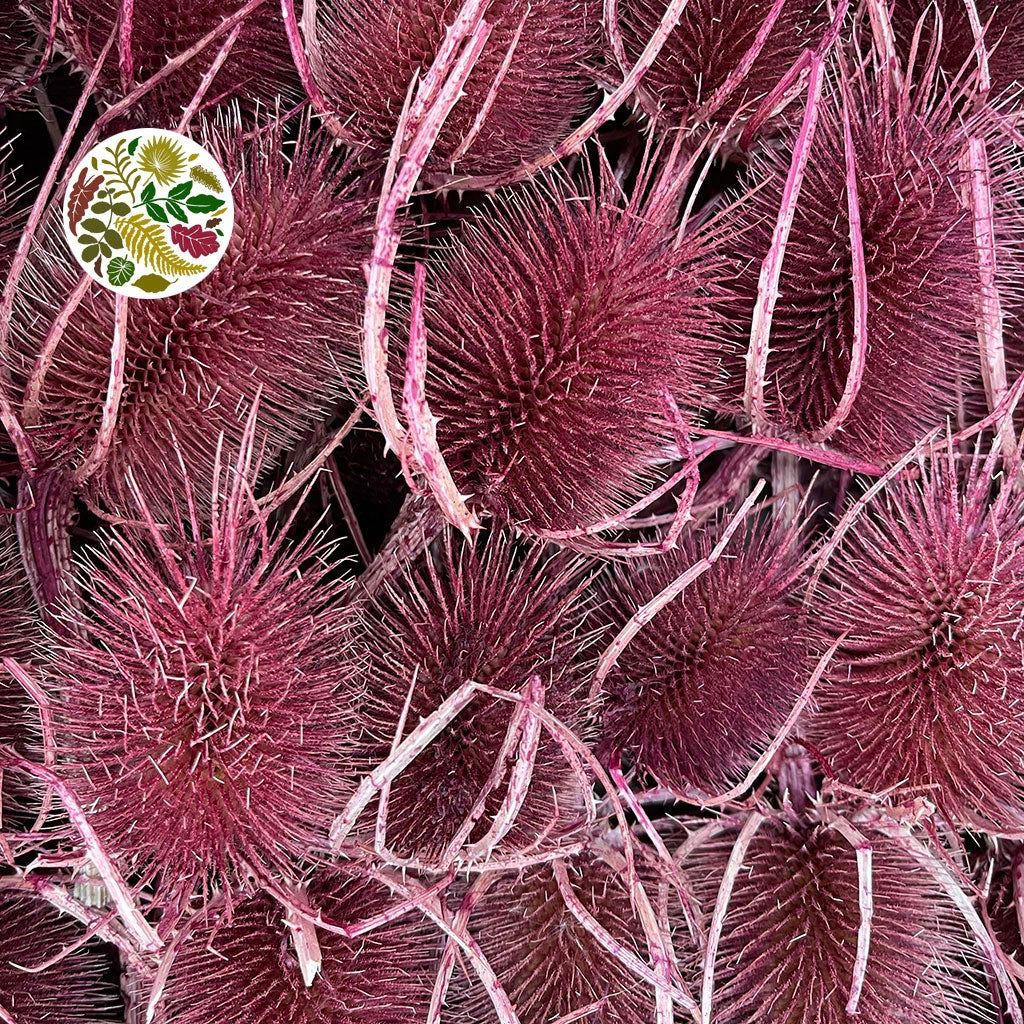Thistle &#39;Heads&#39; (Coloured/Bleached) (DRY) (Various Colours)