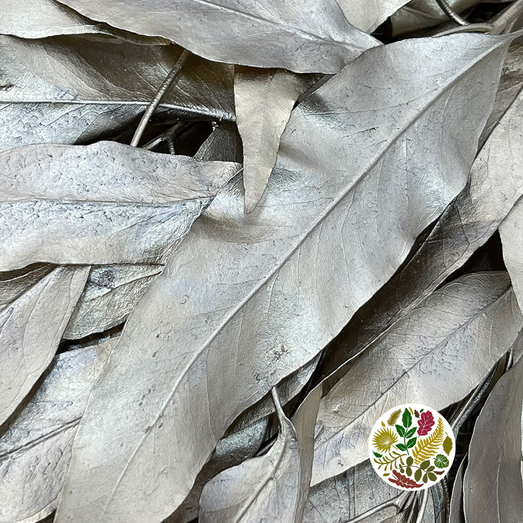 Eucalyptus &#39;Exotica&#39; (Preserved &amp; Painted) (DRY) (Various Colours)