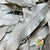 Eucalyptus 'Exotica' (Preserved & Painted) (DRY) (Various Colours)