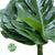 Monstera 'Leaves' (Various Sizes)