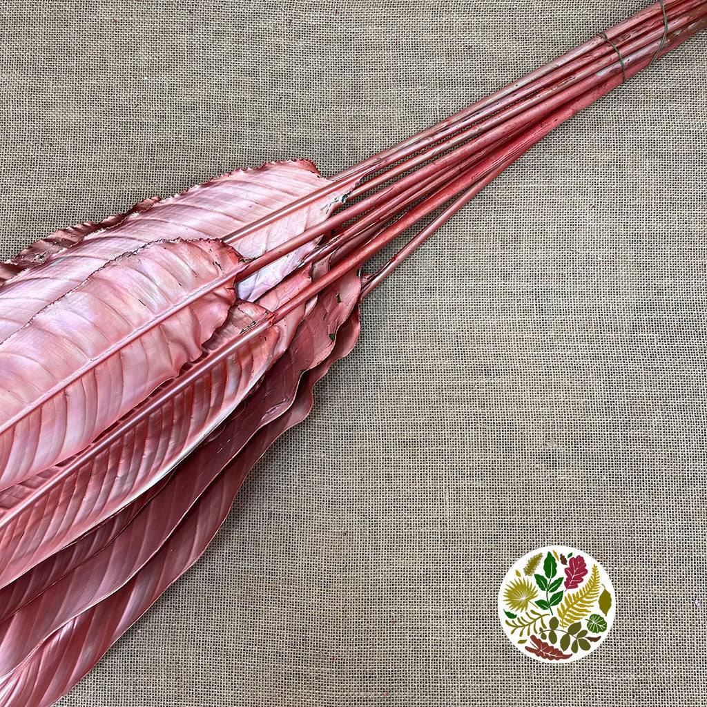 Strelitzia &#39;Leaves&#39; Painted (Various Colours) (x10)