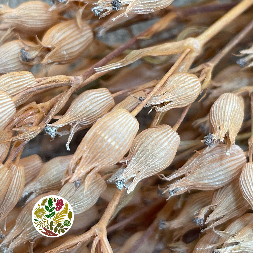 Grass 'Silene Conica' (Coloured Various) (DRY) 40cm