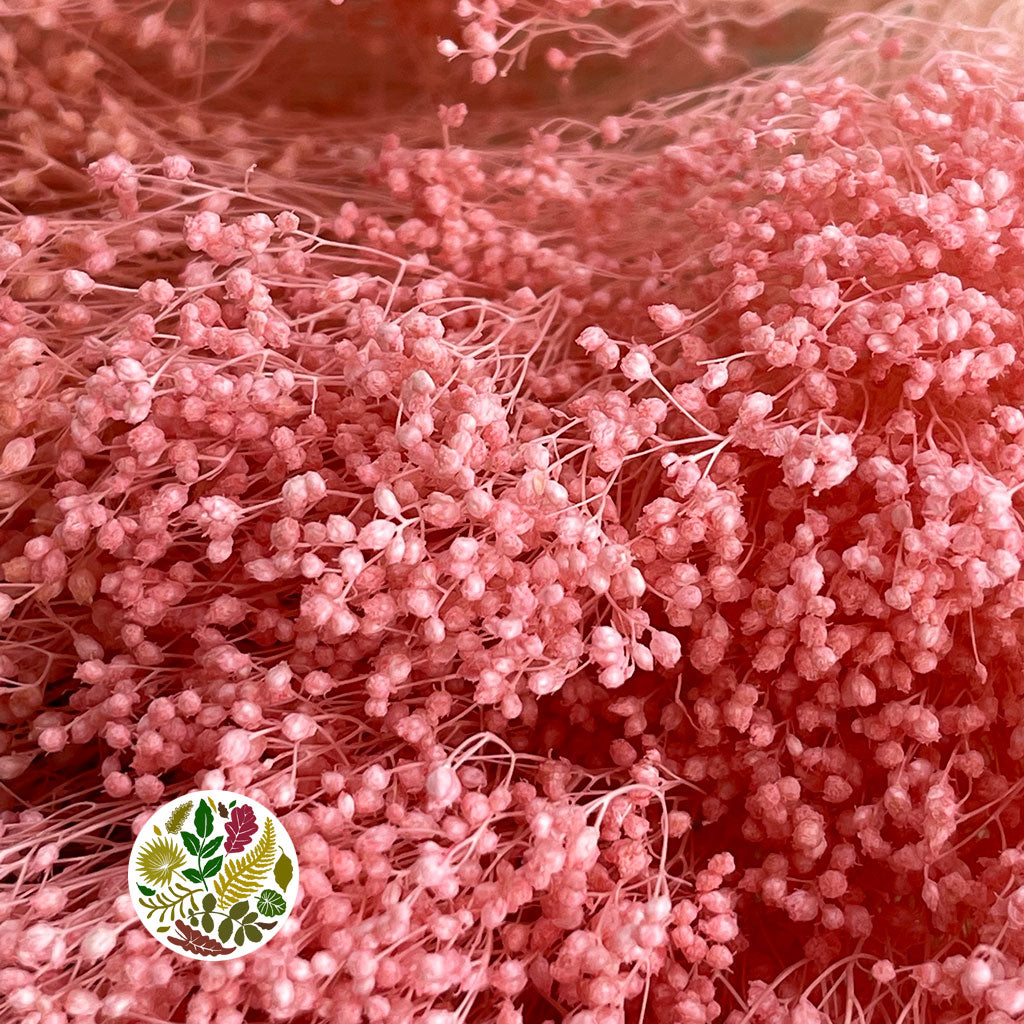 Broom 'Flower' (Various Colours) (DRY) (100g)