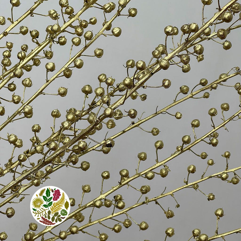 Scrotularia &#39;Berries&#39; (Painted) (DRY) (Various Colours)
