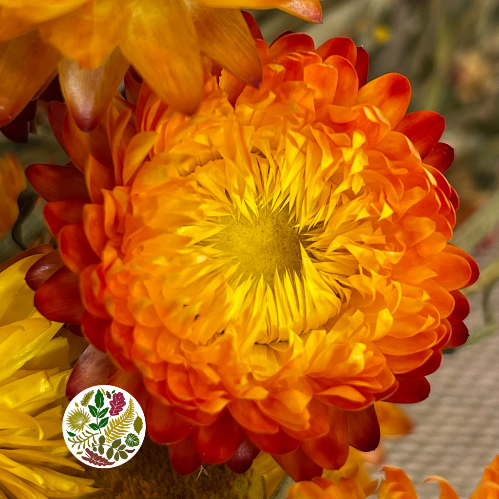 Helichrysum &#39;Flower&#39; (DRY) (Various Colours) 50cm