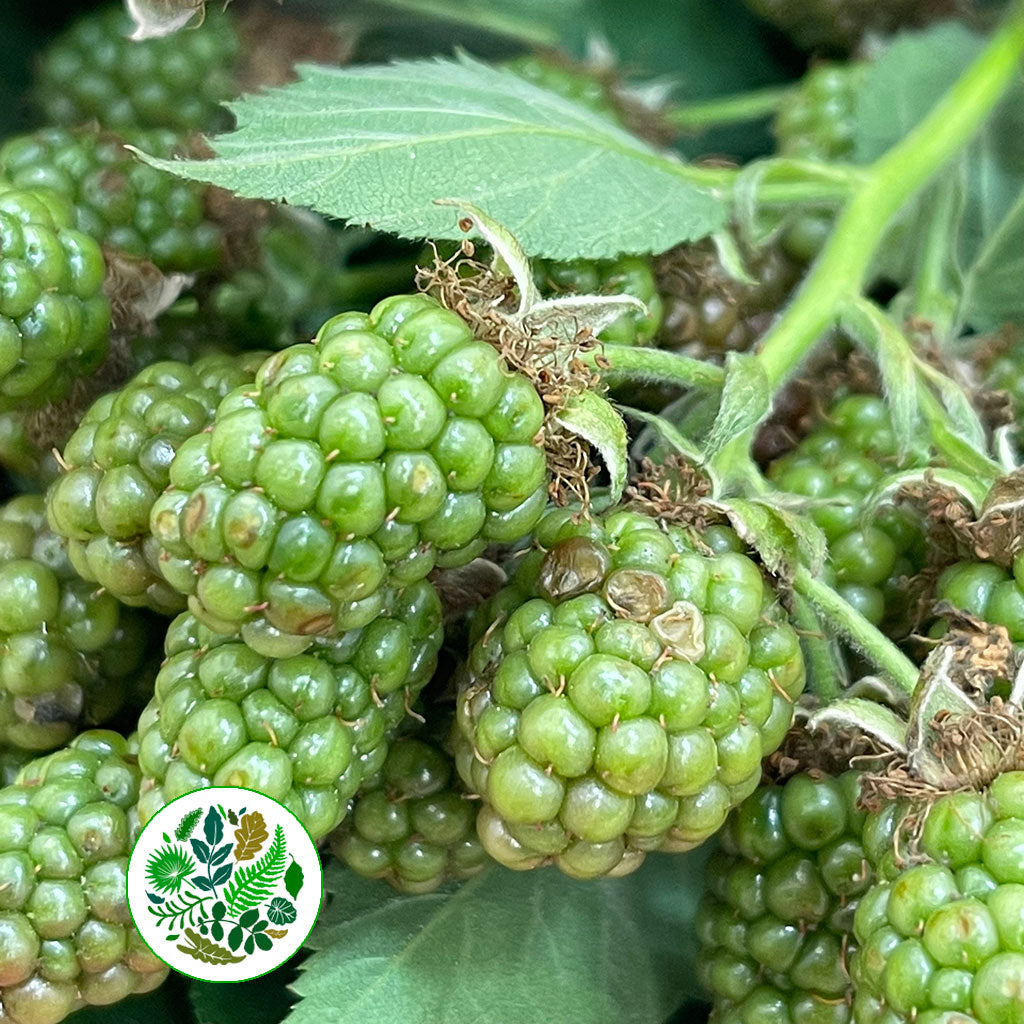 Blackberry &#39;Fruit with Green Berries&#39; (Various Lengths)