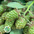 Blackberry 'Fruit with Green Berries' (Various Lengths)