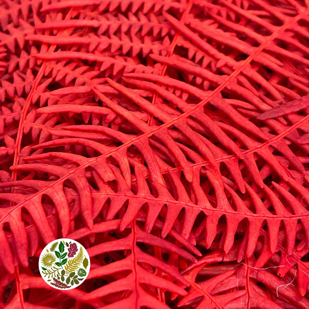 Fern &#39;Bracken&#39; (Preserved) (DRY) (Various Colours) 60-70cm