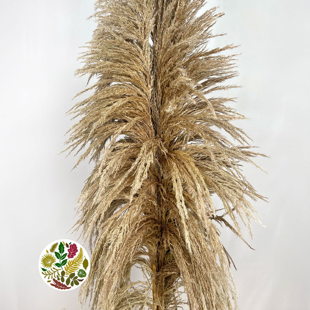 Grass &#39;Pampas&#39; (Sacuara) (Natural Brown) (DRY) (Various Sizes) (x5)