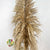 Grass 'Pampas' (Sacuara) (Natural Brown) (DRY) (Various Sizes) (x5)