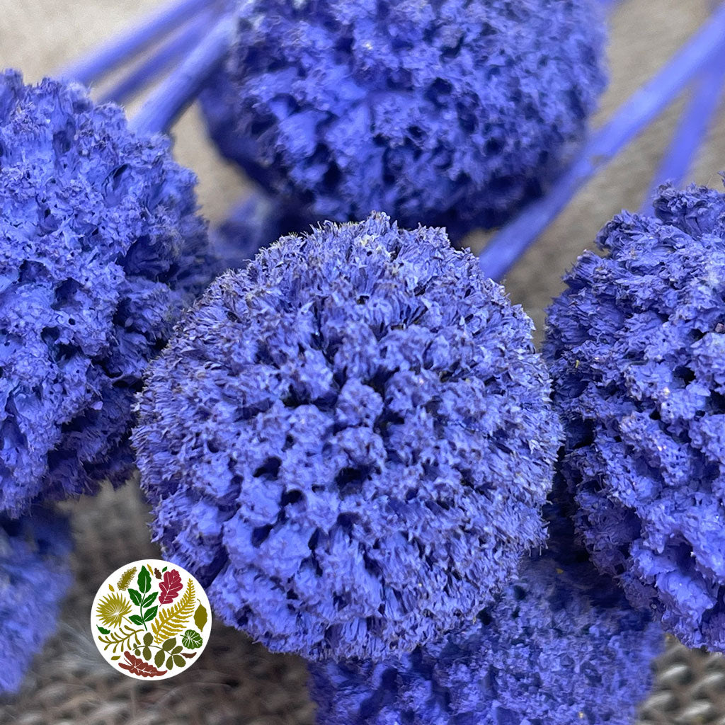 Craspedia 'Flower' (Painted) (DRY) (Various Colours)