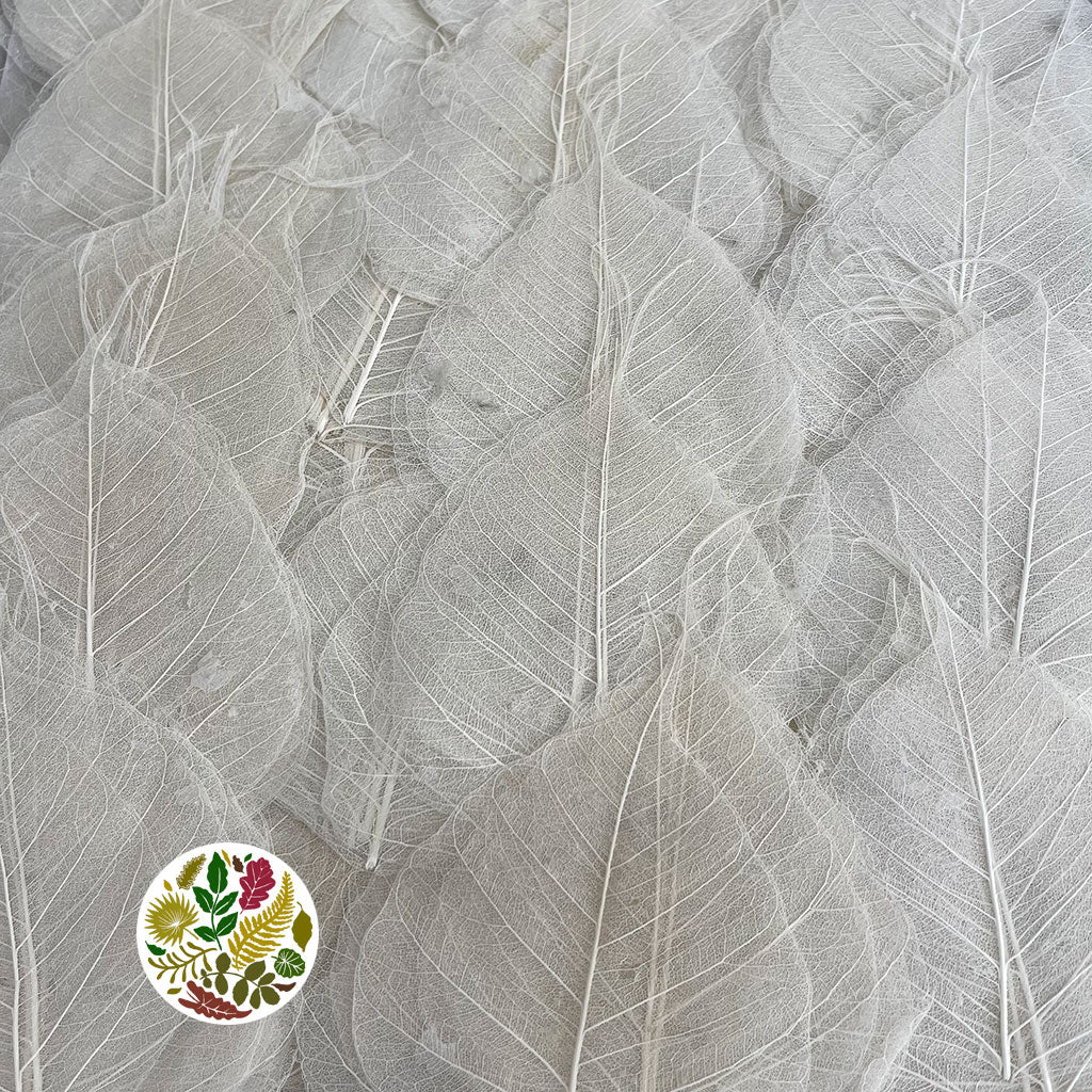 Skeleton Leaves (Bleached) (DRY) (Various Sizes)