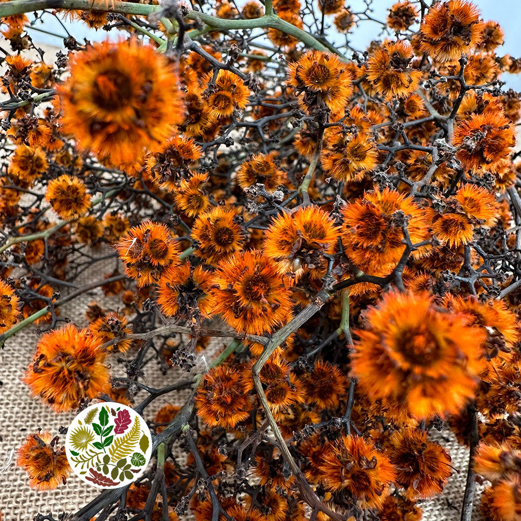 Stillingia Flowers DRY &#39;Various Colours&#39; (x10)