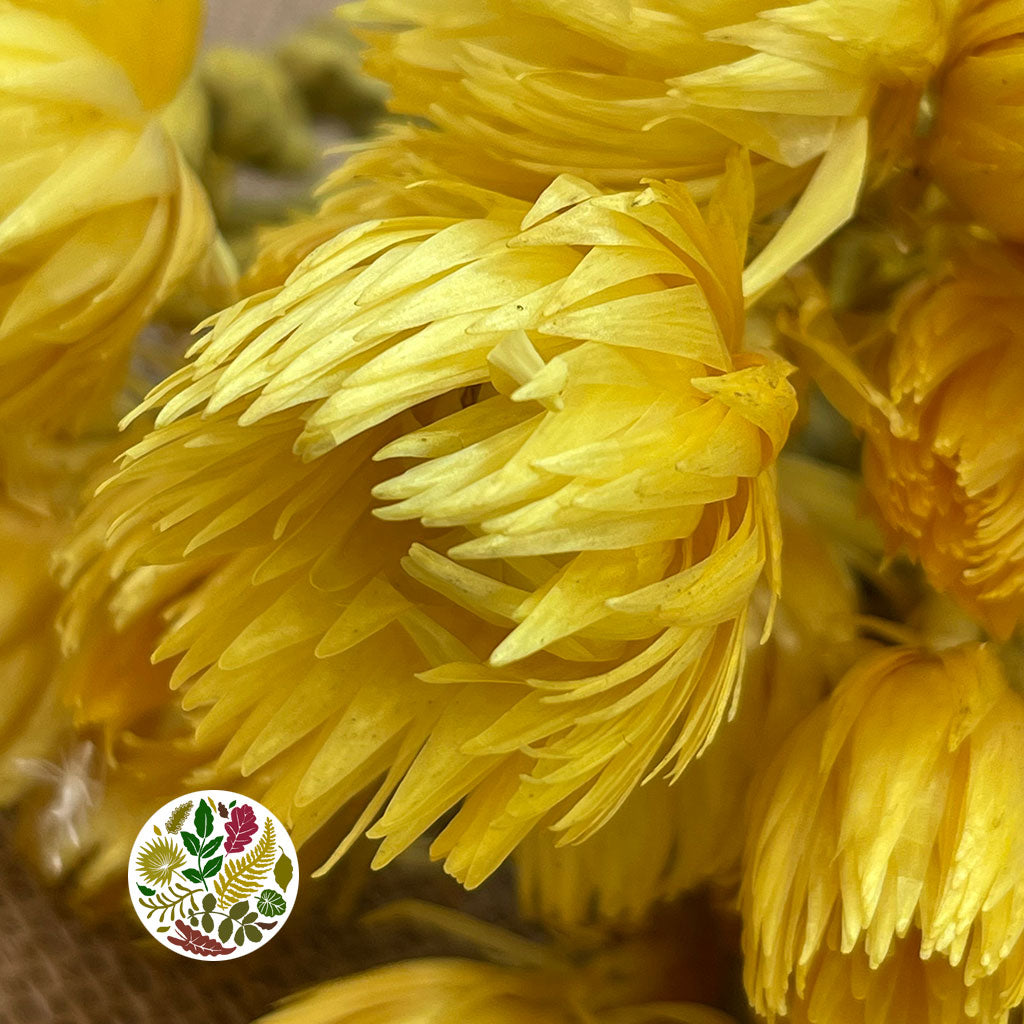 Helichrysum &#39;Capsbloom&#39; (Painted) (DRY) (Various Colours)