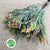 Leucadendron 'Plumosum Cones Rubrum' (Various Lengths)