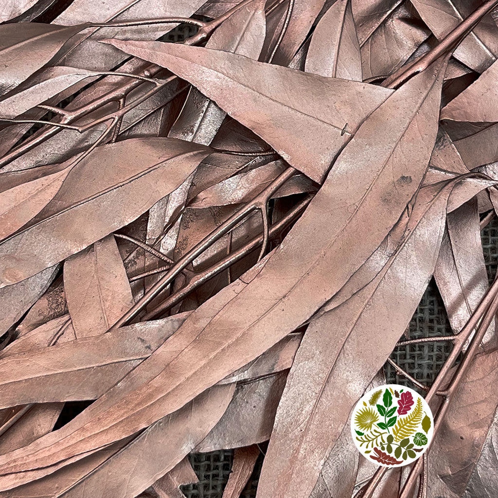 Eucalyptus &#39;Exotica&#39; (Preserved &amp; Painted) (DRY) (Various Colours)