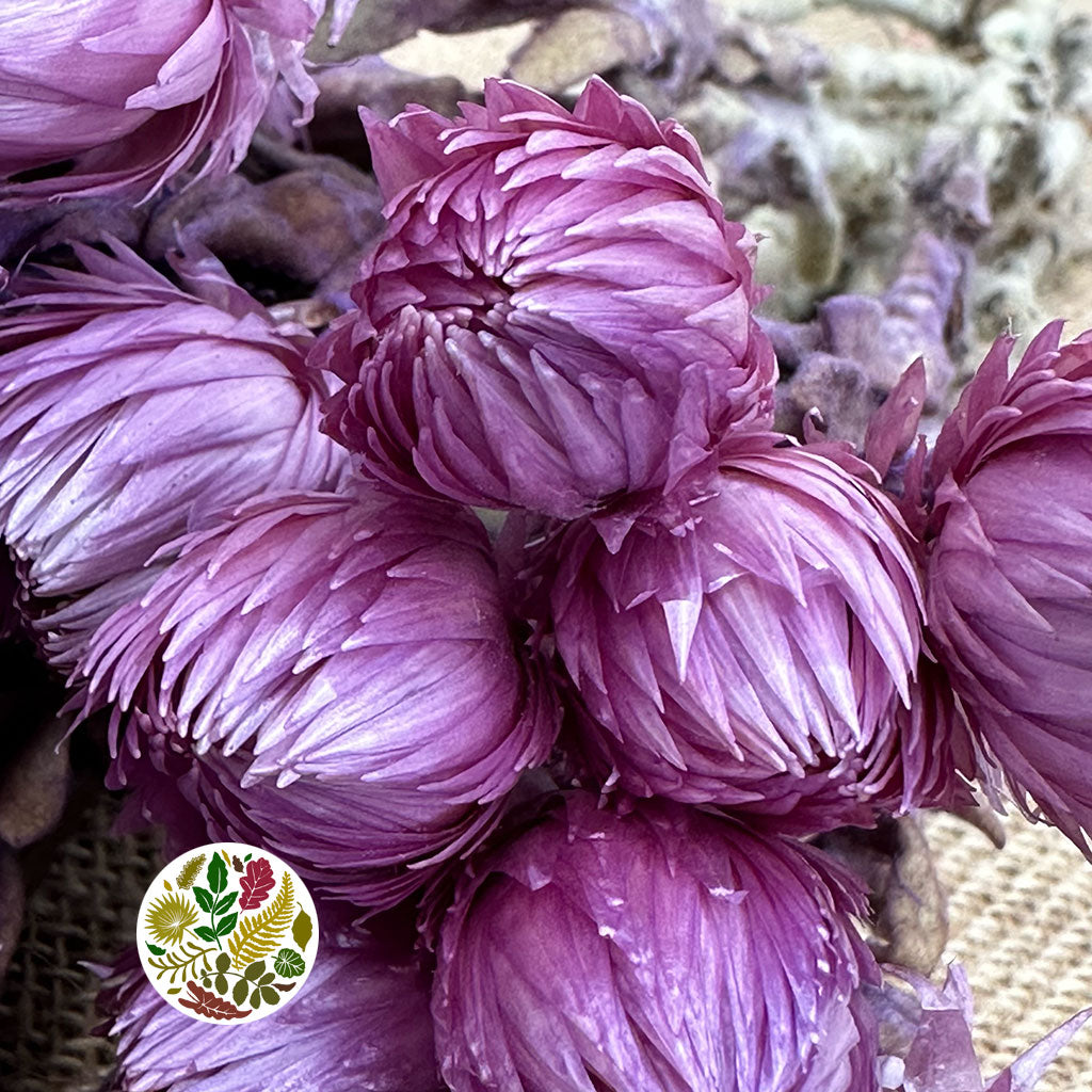 Helichrysum &#39;Capsbloom&#39; (Painted) (DRY) (Various Colours)